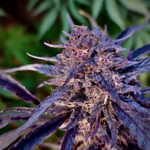 Blueberry